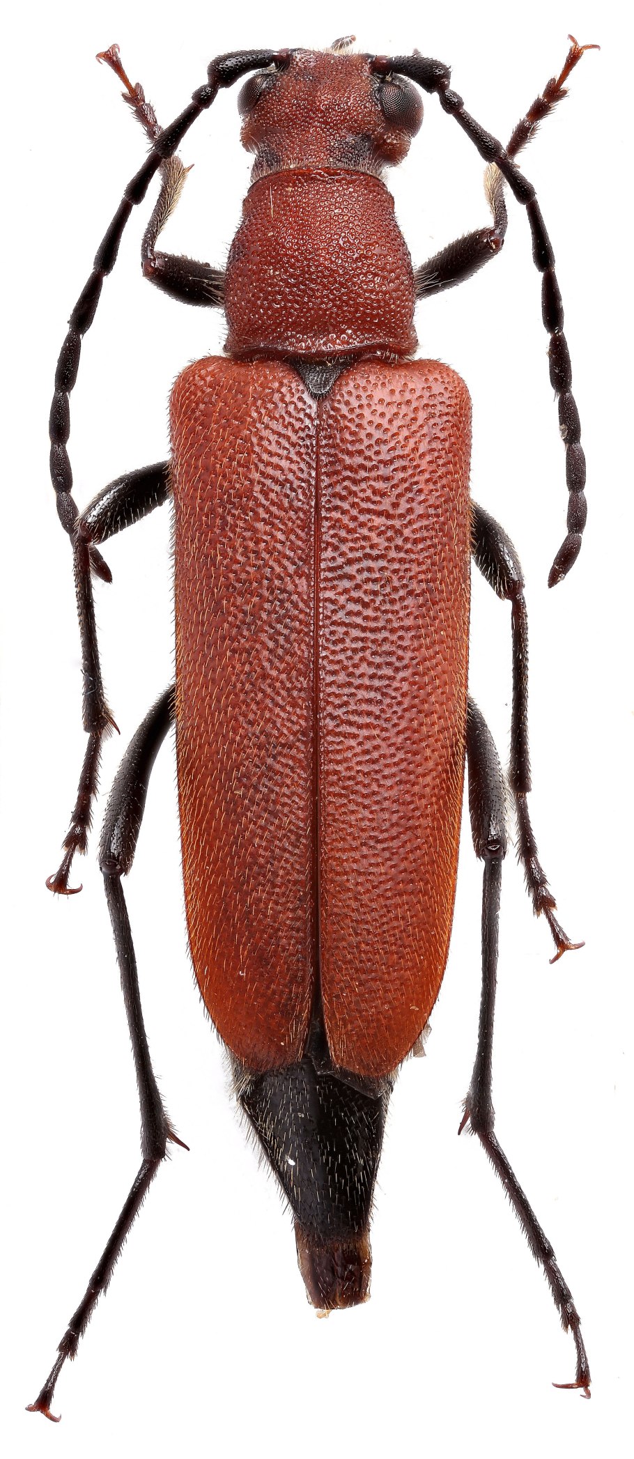 Anaesthetis testacea