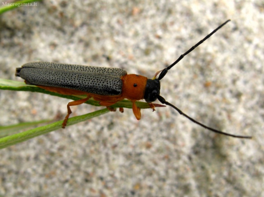 Лептура Рея