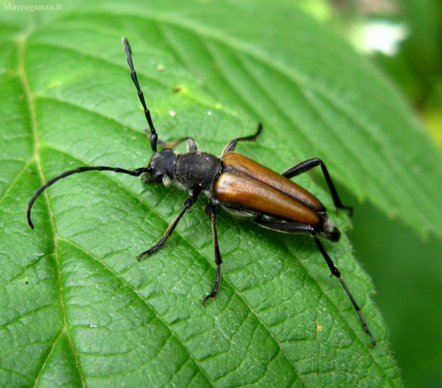 Жук усач лептура черноногая