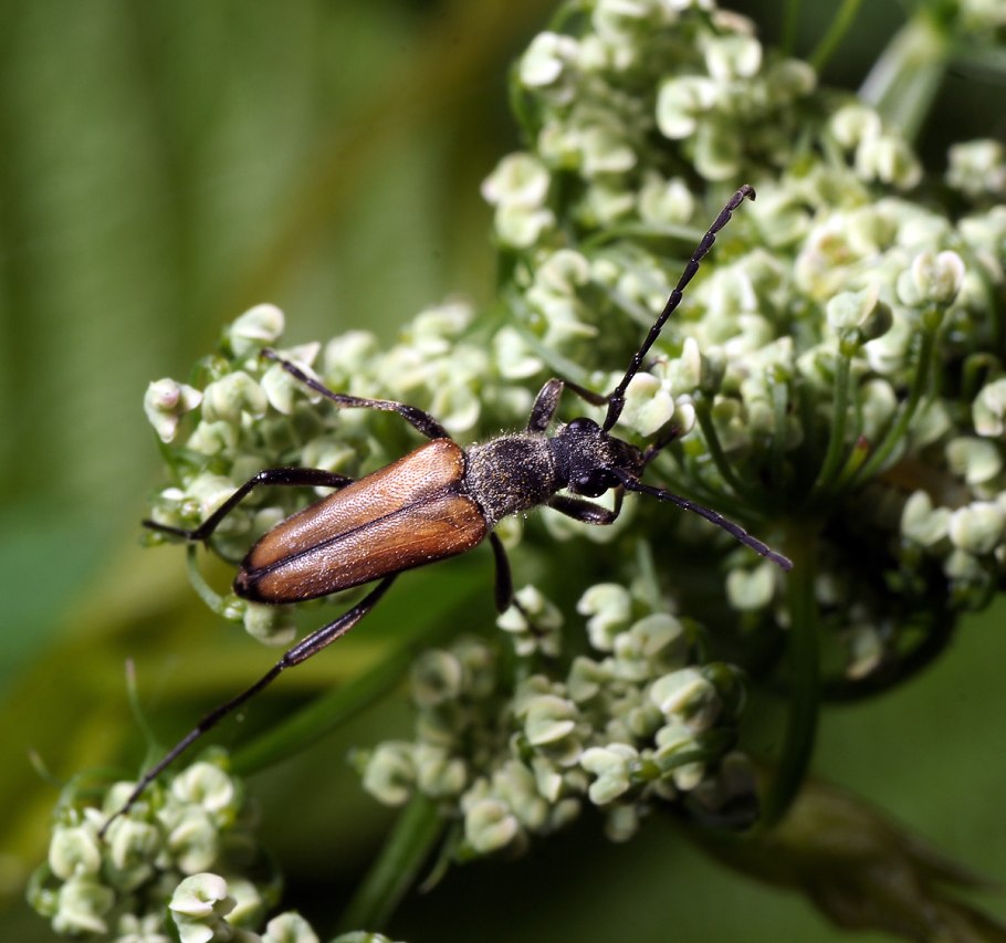 Гавайский Жук