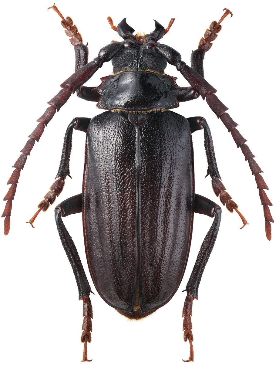 Phytoecia (Musaria) puncticollis (Faldermann, 1837)