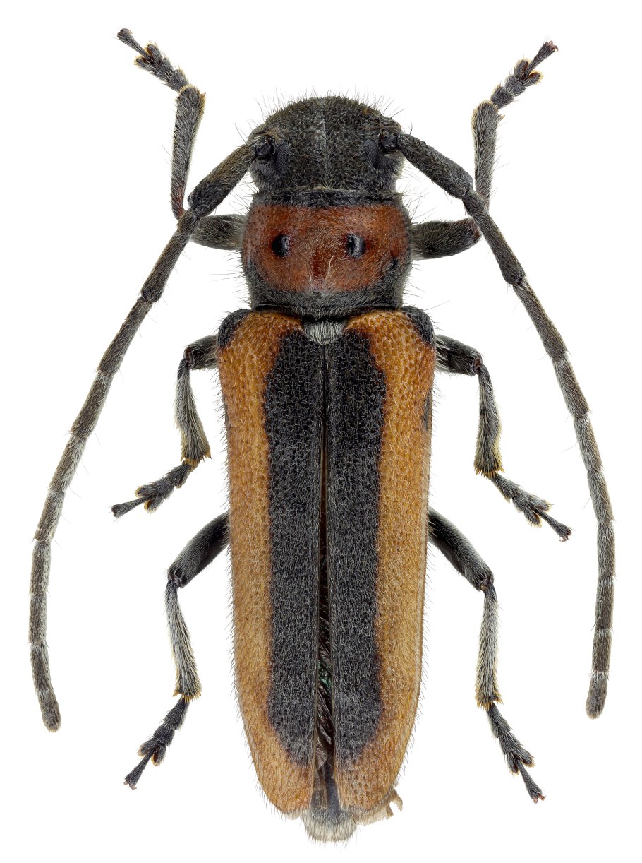 Триба Halticini