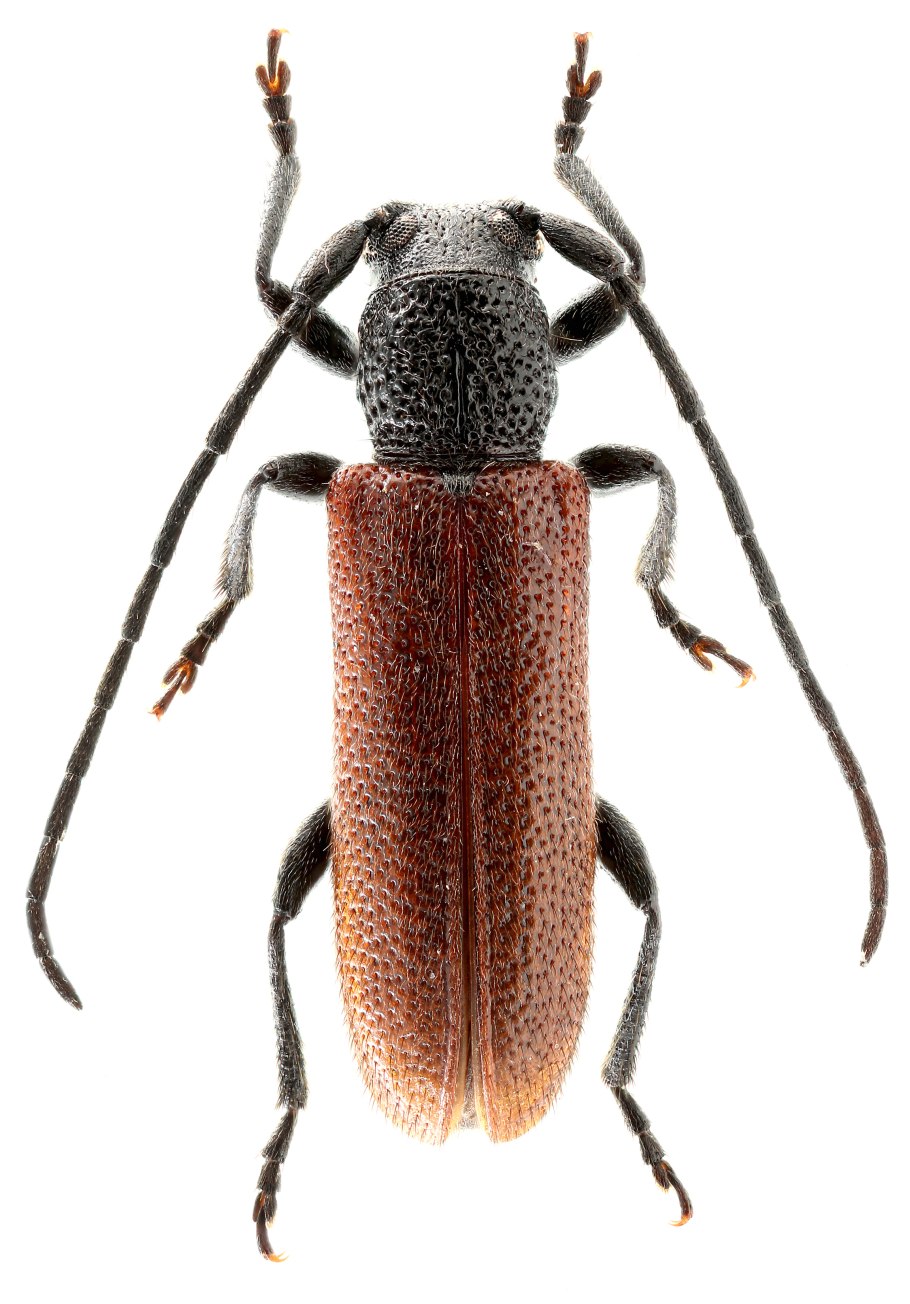 Parandra Caspia Menetries