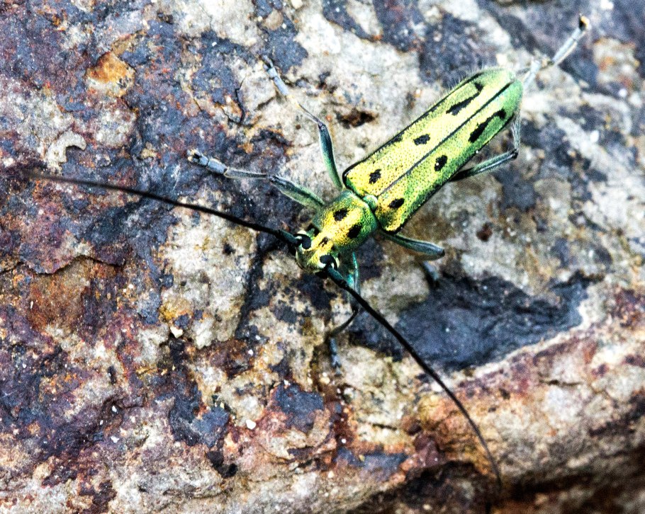 Жук скрипун продырявленный