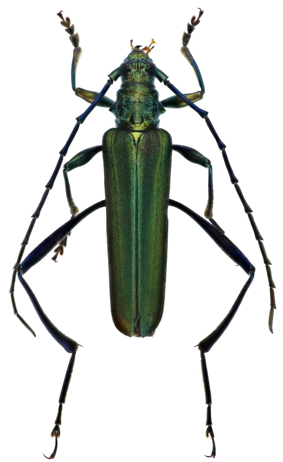 Триба Олировые