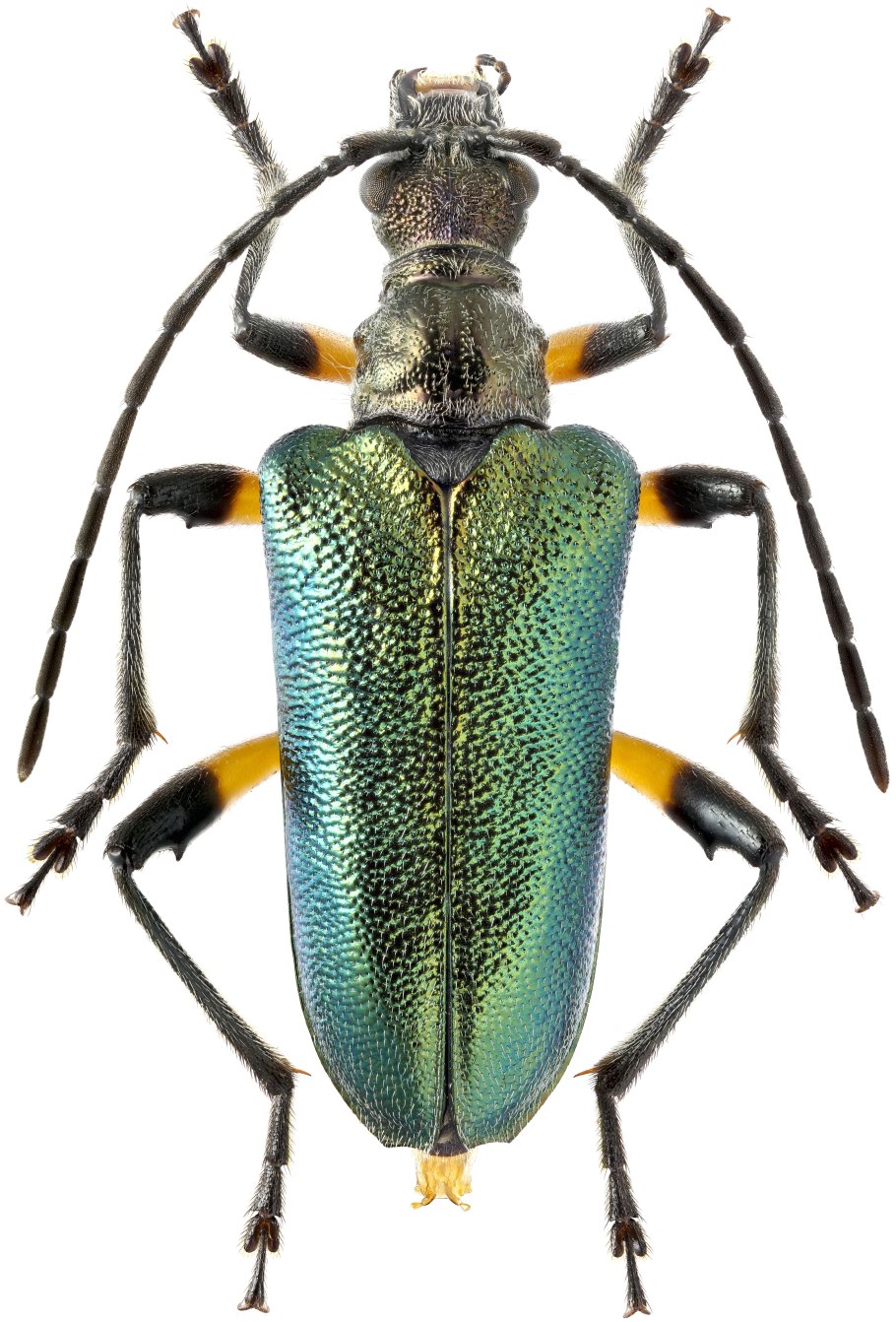 Coleoptera cerambycidae