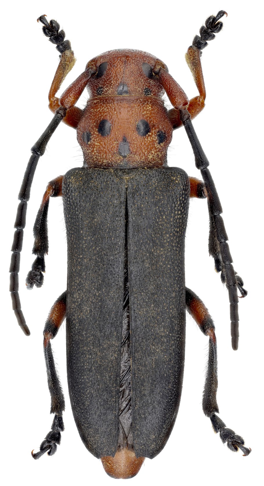 Quedius puncticollis