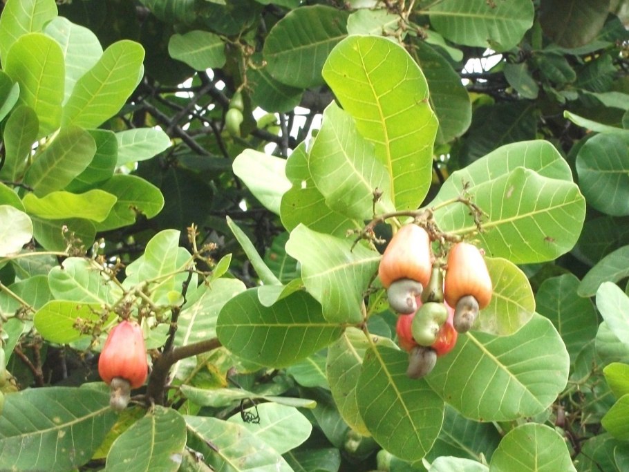 Sumac Масаллы