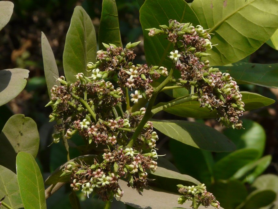 Anacardium excelsum