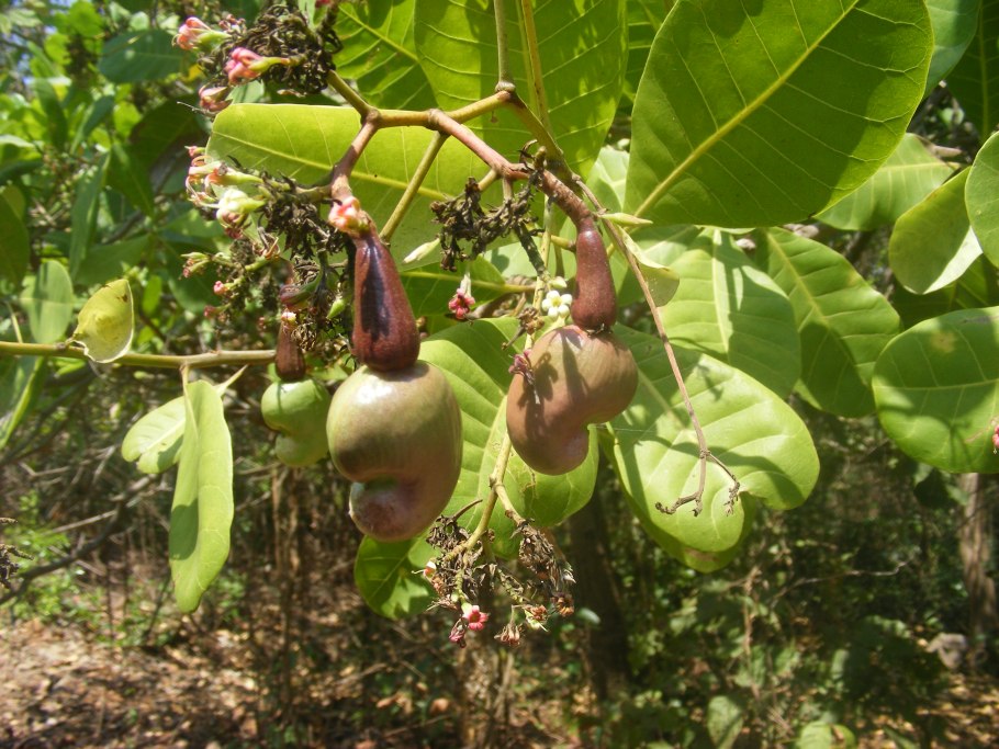 Brosimum acutifolium