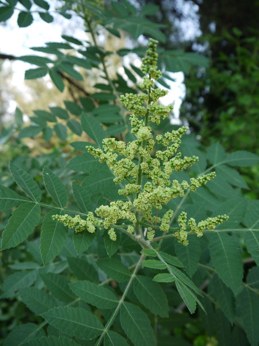 Anacardium excelsum плоды