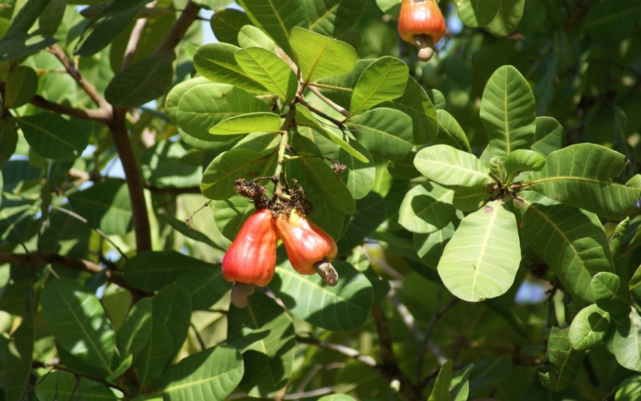Rhus copallinum