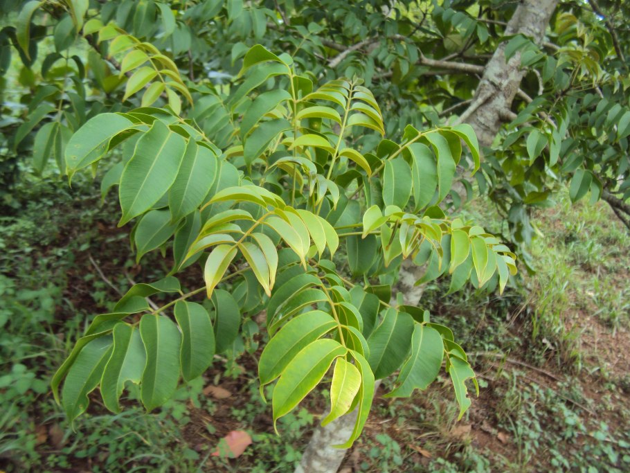Rhus typhina