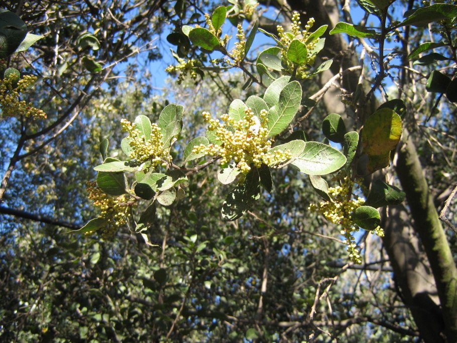 Anacardiaceae семейство