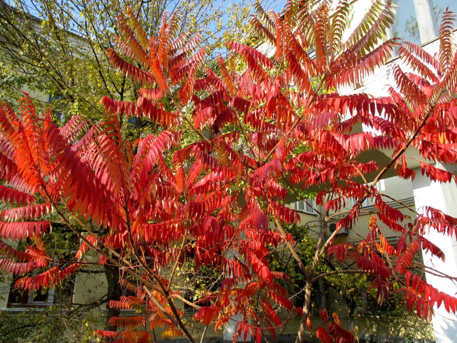 Spondias pinnata Таиланд
