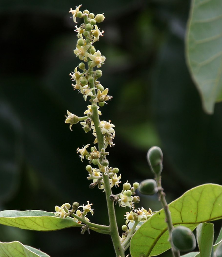 Сумах дубильный Rhus coriaria l.