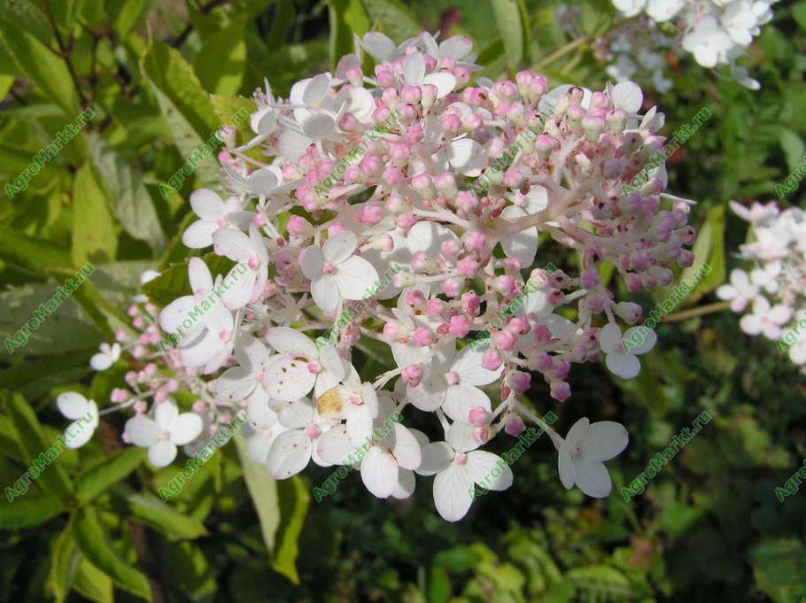 Гортензия метельчатая белая