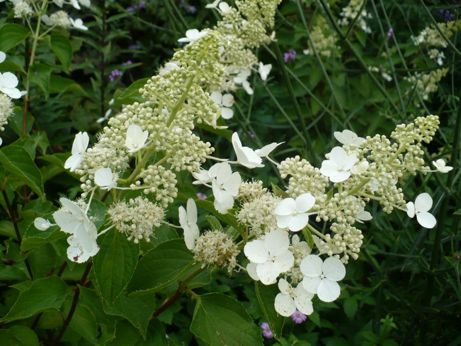 Гортензия метельчатая вайт