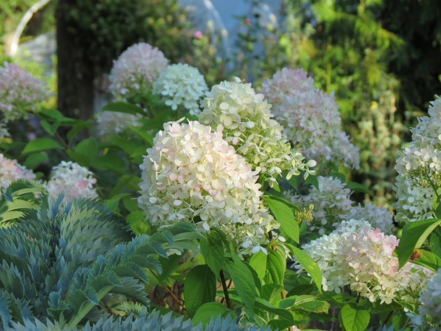 Гортензия метельчатая саммер лав
