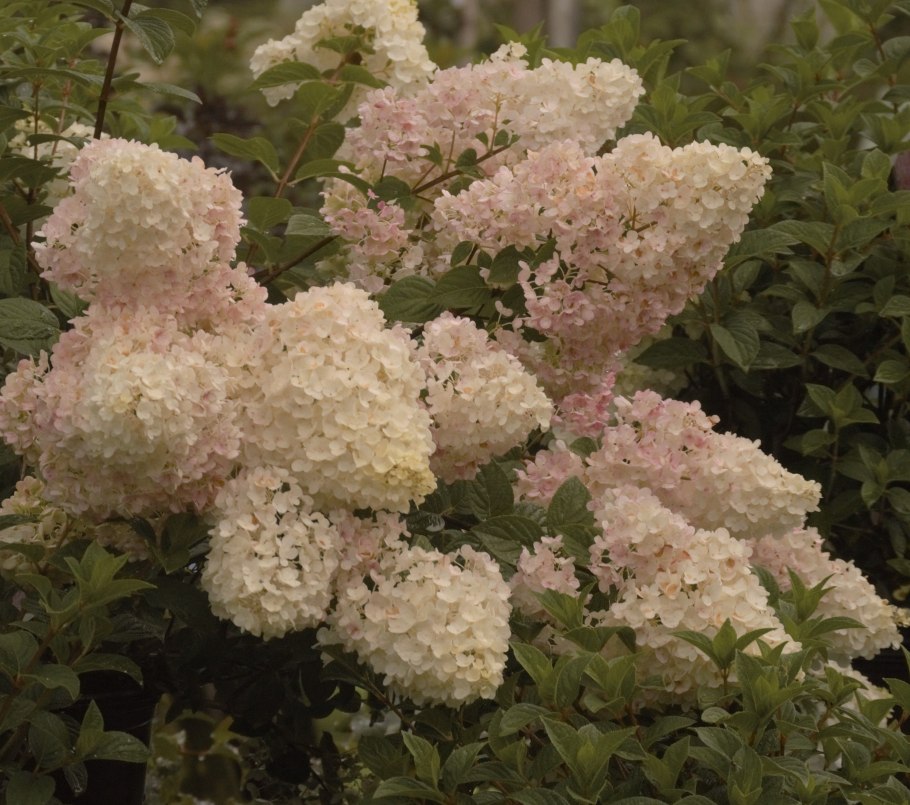 Жемчужина фестиваля гортензия метельчатая