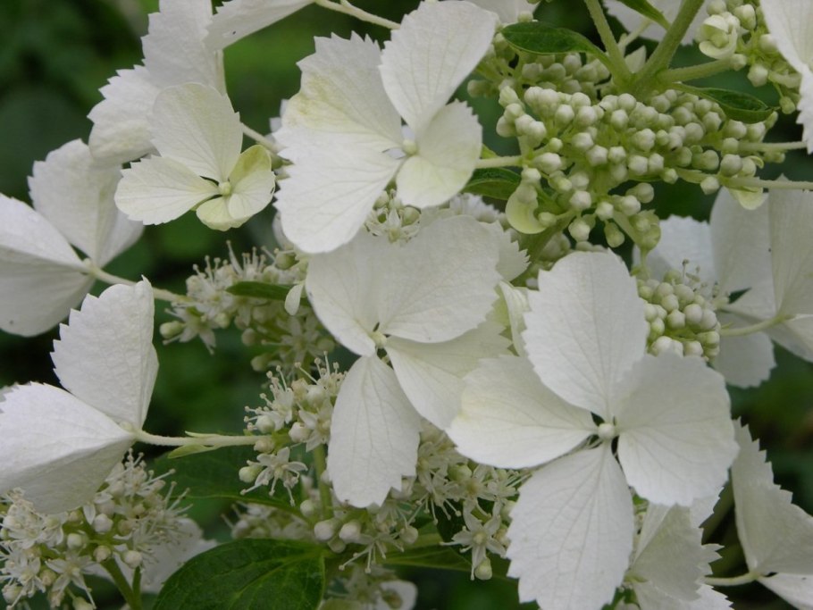 Гортензия метельчатая вайт лайт