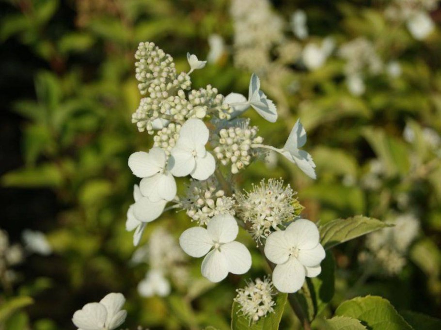 Гортензия метельчатая прим вайт