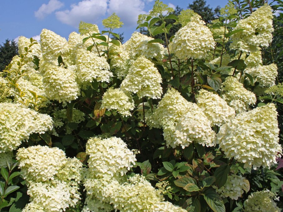 Гортензия метельчатая лаймлайт