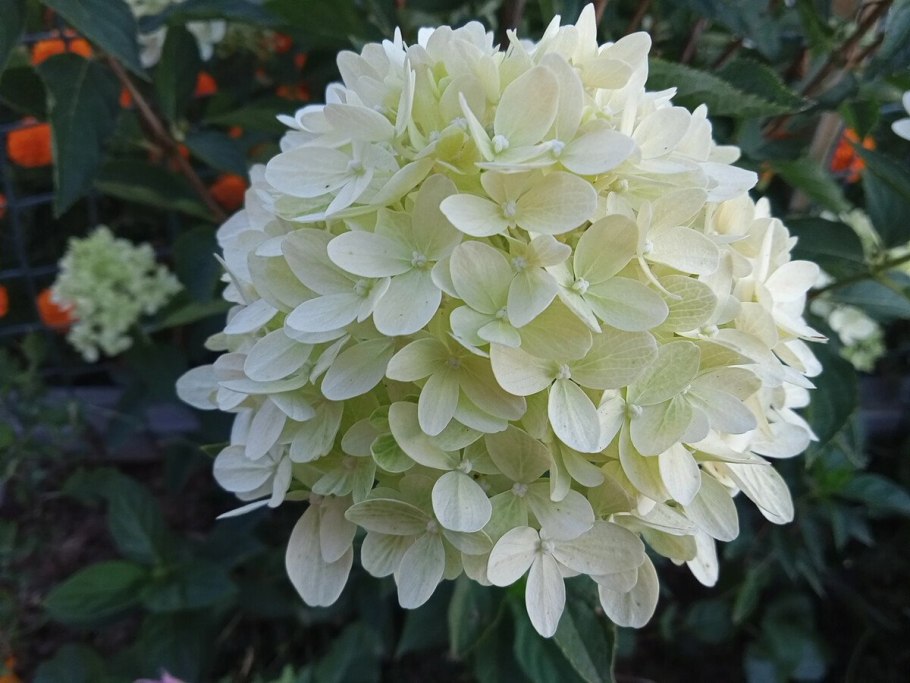 Гортензия метельчатая cotton cream