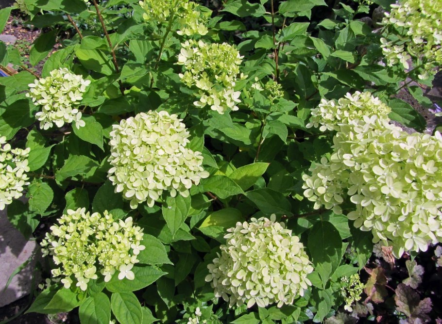 Гортензия метельчатая селекшн