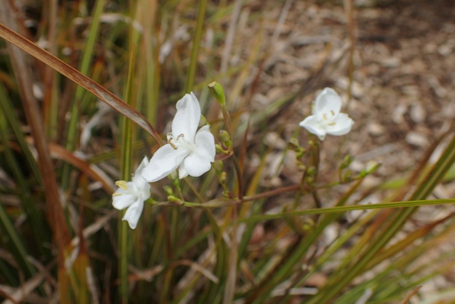 Либертия крупноцветковая