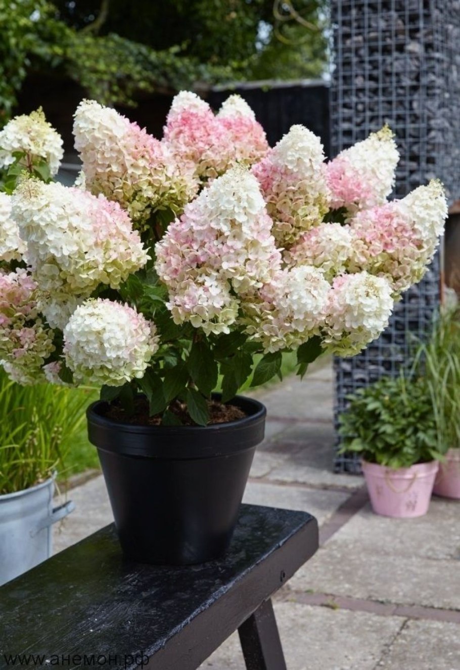 Гортензия метельчатая литтл блоссом