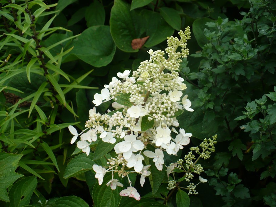 Гортензия метельчатая мэджикал файер