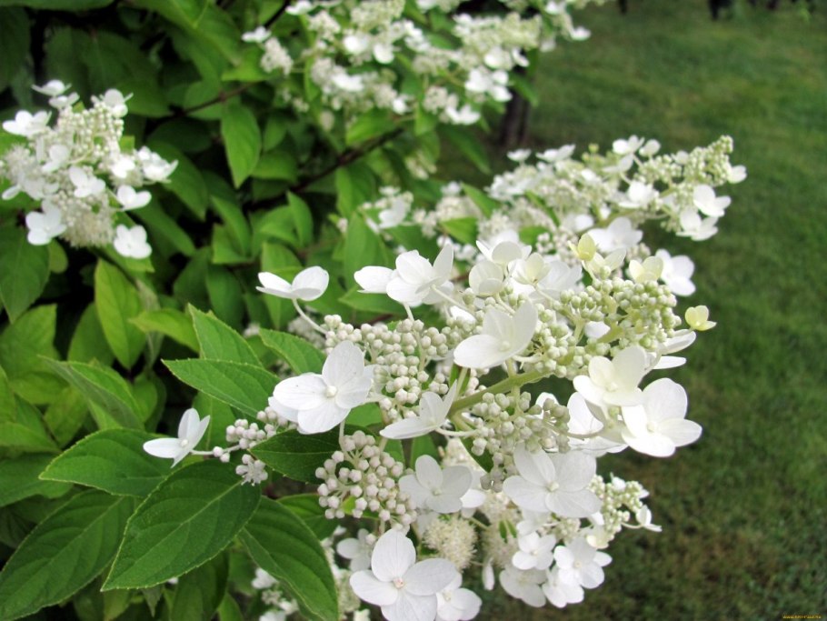 Гортензия метельчатая hydrangea paniculata