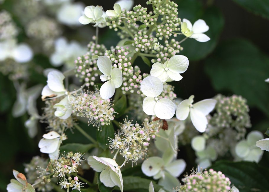 Гортензия метельчатая уайт леди