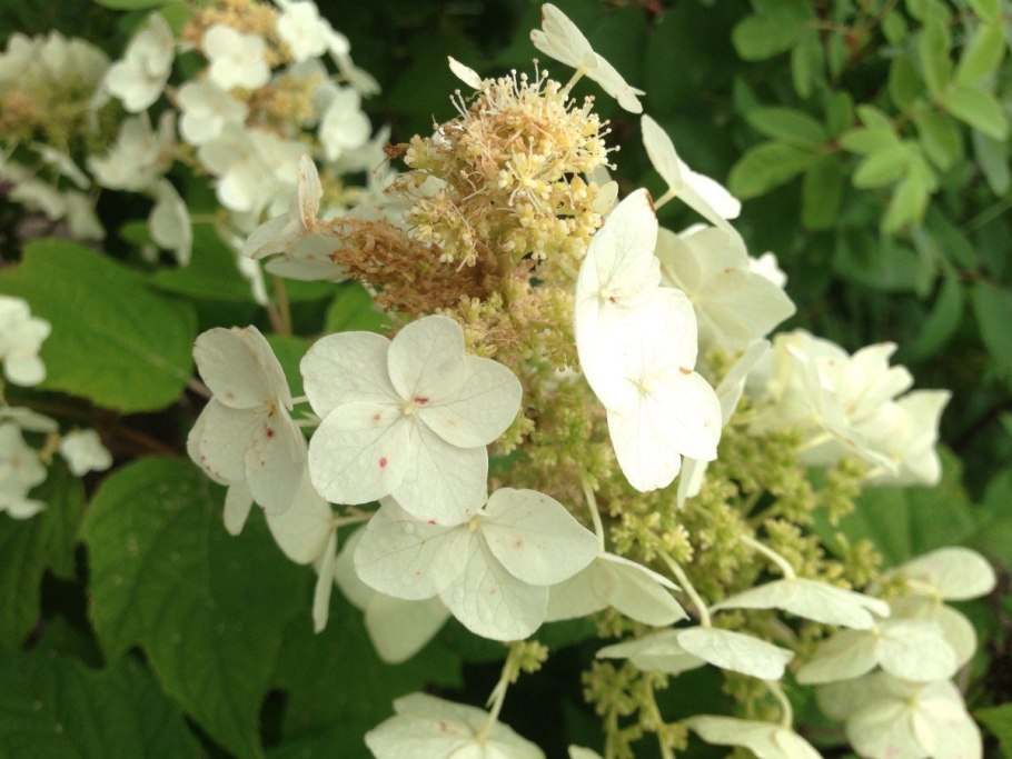 Гортензия метельчатая Полярный медведь