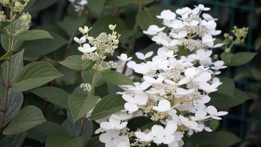 Гортензия метельчатая полстар