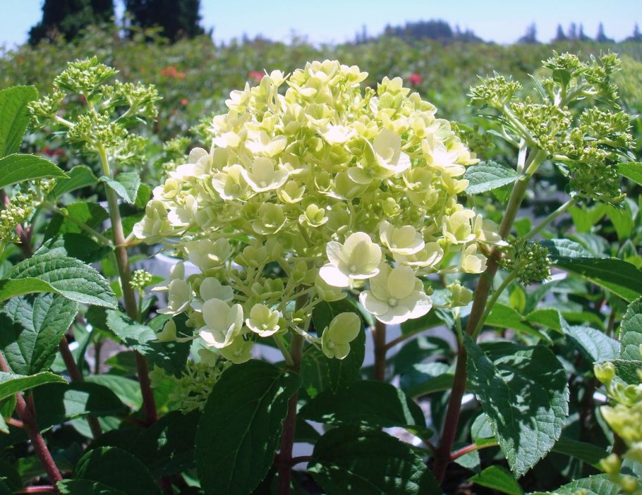 Гортензия метельчатая little lime