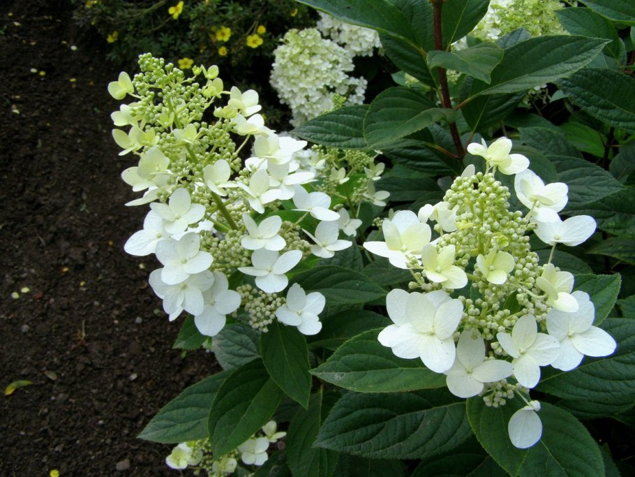Гортензия метельчатая Левана