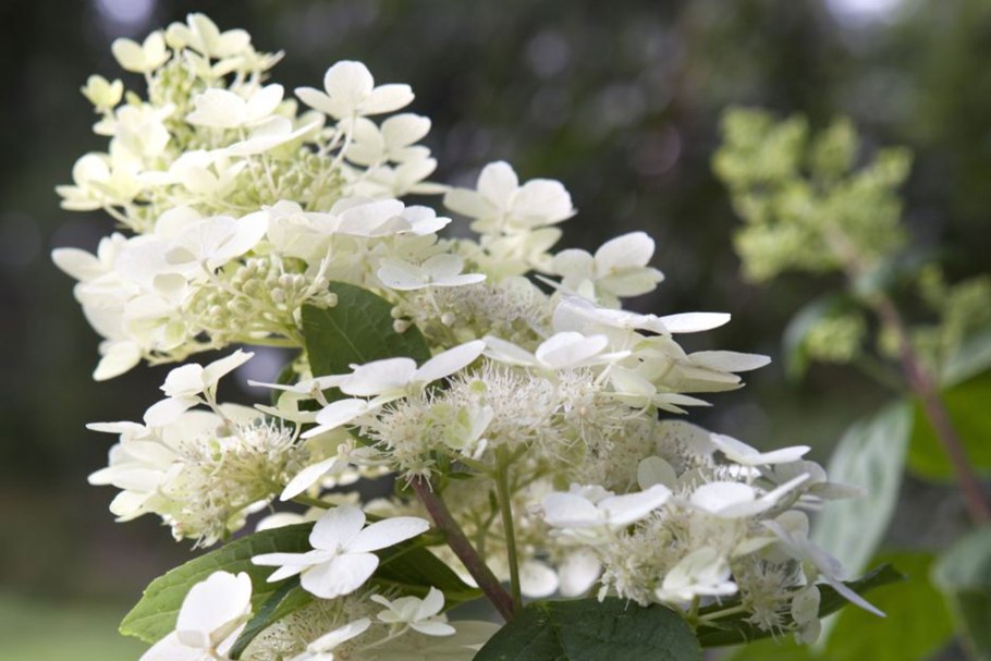 Гортензия метельчатая полистар