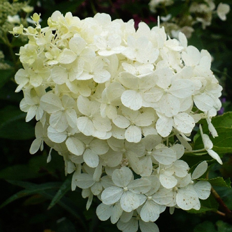 Гортензия метельчатая фантом