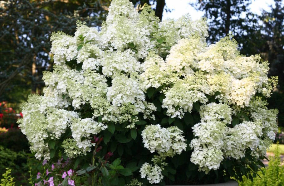 Гортензия метельчатая bobo