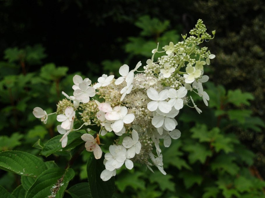 Гортензия метельчатая левана