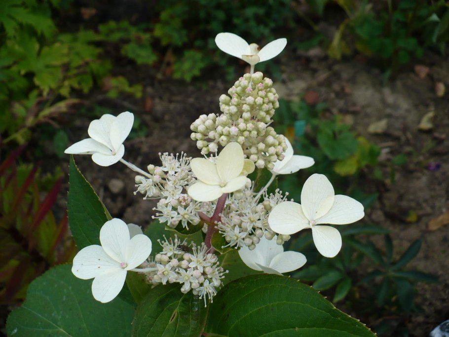 Гортензия метельчатая юник