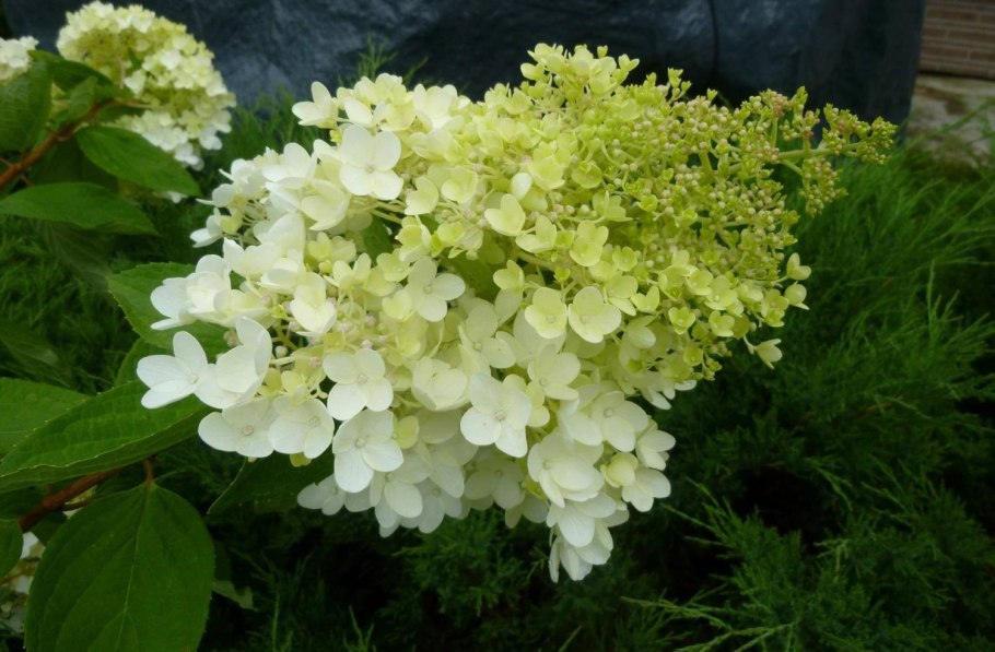 Либертия крупноцветковая