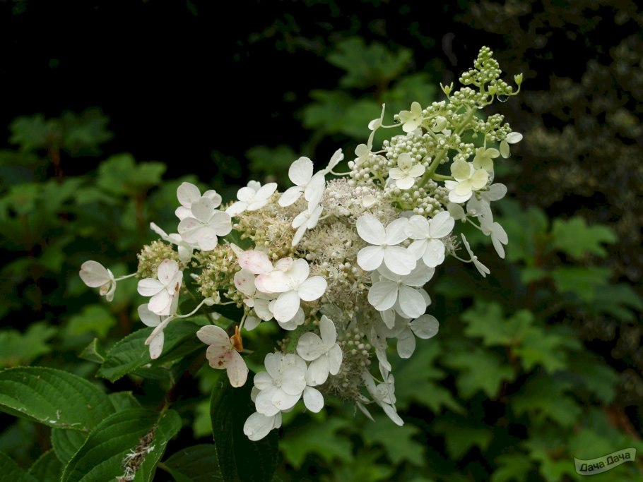 Гортензия Литтл клик отзывы