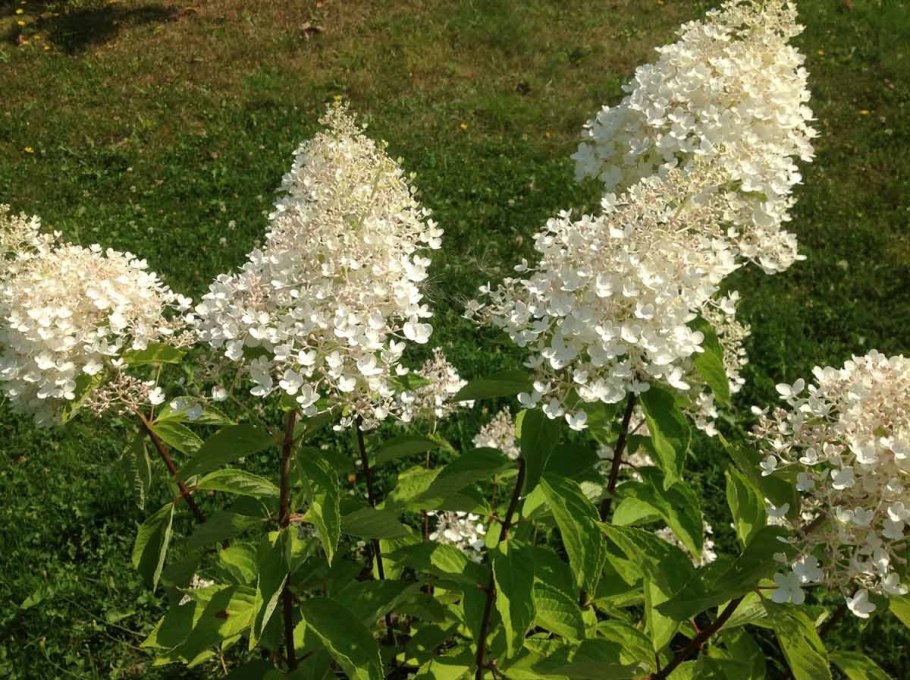 Гортензия Лаймлайт купить