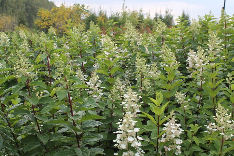 Гортензия метельчатая tardiva