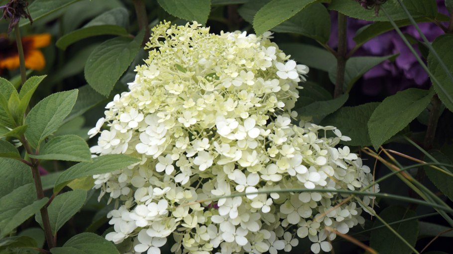 Гортензия метельчатая бобо