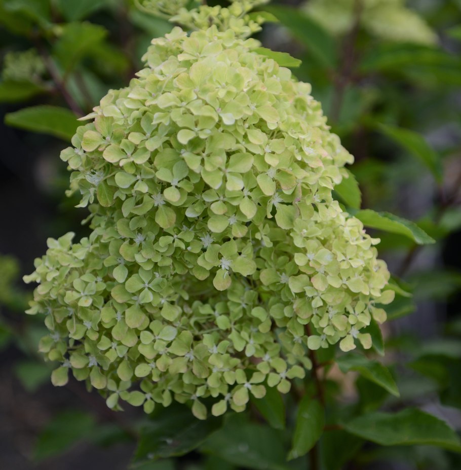 Гортензия метельчатая литтл спуки