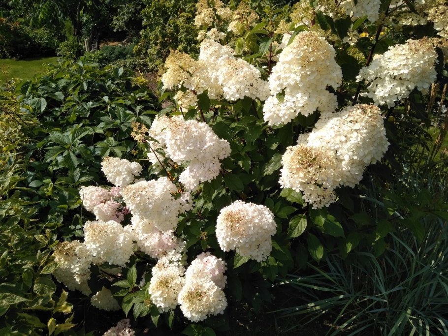 Долли гортензия метельчатая